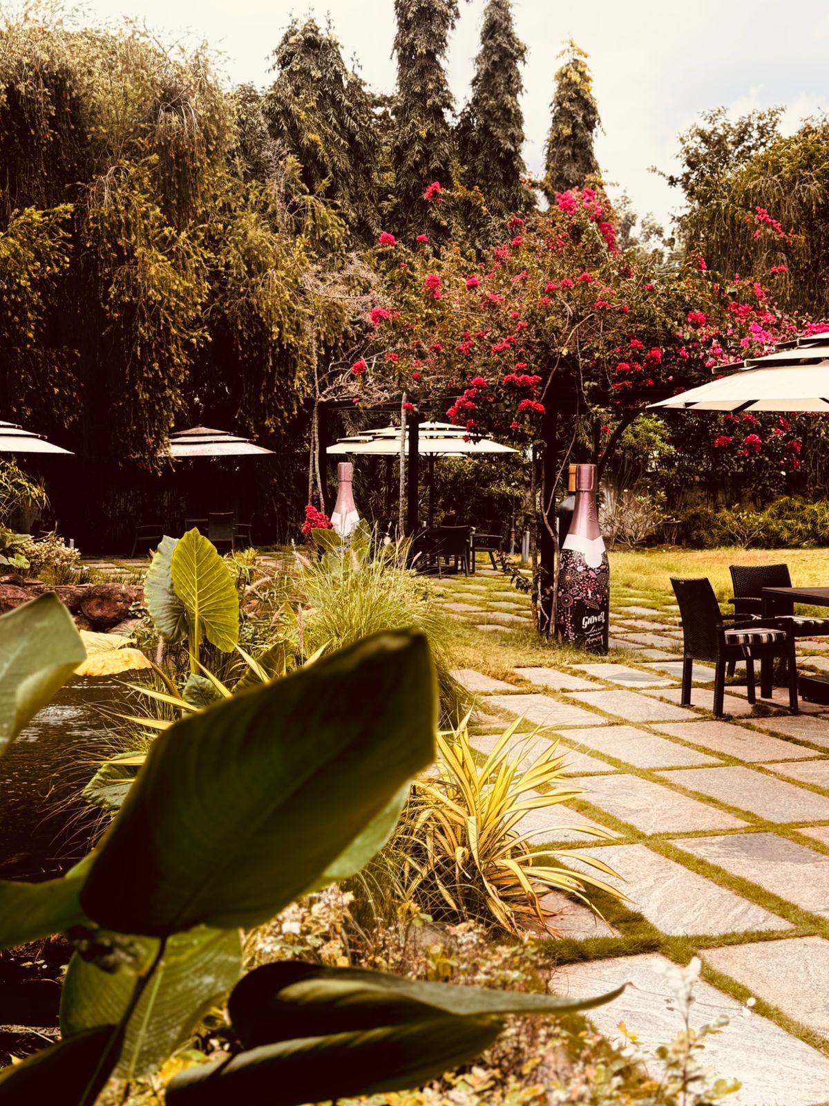 Vineyard Tour + Brunch | Grover Vineyards - 5